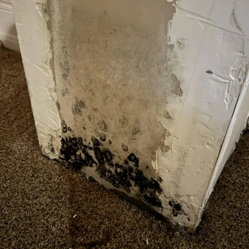 Professional Mold Removal in Itawamba County, MS